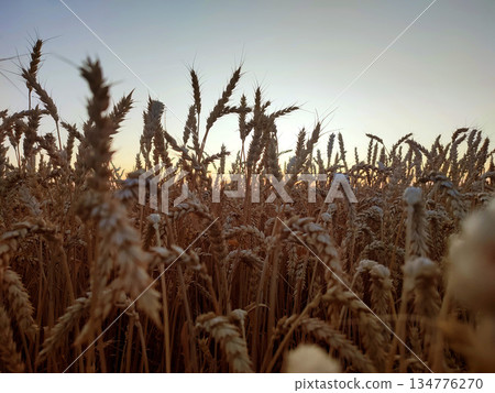 Silhouette of wheat ears against sky on sunset dawn. Spikes of ripe wheat close-up. Sunset dawn in wheat field. Sunrise sundown above field of growing ears of wheat on summer. Agricultural landscape Silhouette of wheat ears against sky on sunset dawn. Spikes of ripe wheat close-up. Sunset dawn in wheat field. Sunrise sundown above field of growing ears of wheat on summer. Agricultural landscape 134776270