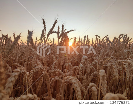 Sunset and dawn in wheat field. Sunrise or sundown on horizon above field of growing ears of wheat on summer evening. Shining sun in sky and field with spikes of ripe wheat. Agricultural landscape Sunset and dawn in wheat field. Sunrise or sundown on horizon above field of growing ears of wheat on summer evening. Shining sun in sky and field with spikes of ripe wheat. Agricultural landscape 134776271
