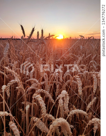Sunset and dawn in wheat field. Sunrise or sundown on horizon above field of growing ears of wheat on summer evening. Shining sun in sky and field with spikes of ripe wheat. Agricultural landscape Sunset and dawn in wheat field. Sunrise or sundown on horizon above field of growing ears of wheat on summer evening. Shining sun in sky and field with spikes of ripe wheat. Agricultural landscape 134776272