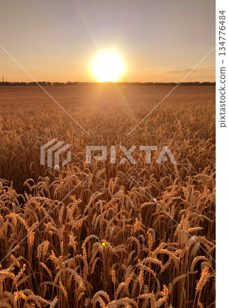 Sunset and dawn in wheat field. Sunrise or sundown on horizon above field of growing ears of wheat on summer evening. Shining sun in sky and field with spikes of ripe wheat. Agricultural landscape 134776484