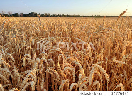 Growing wheat in field and blue sky in summer evening or morning during sunset or sunrise. Ripe ears of wheat in a calm windless sunset dawn. Ripening spike of wheat in field. Spike of wheat close-up 134776485