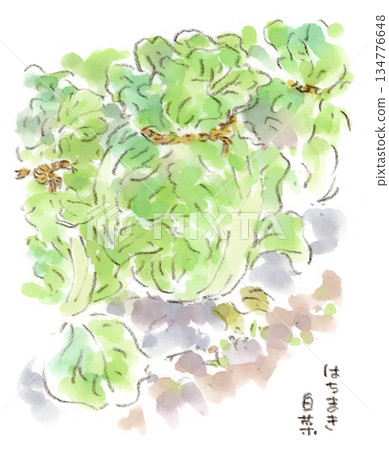 Watercolor illustration of Chinese cabbage growing in a winter field, tied with straw ropes Watercolor illustration of Chinese cabbage growing in a winter field, tied with straw ropes 134776648