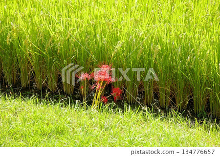 Red spider lily Red spider lily 134776657