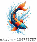 Graceful koi fish illustration swimming up in water splash. This Japanese art style carp has blue and orange color 134776757