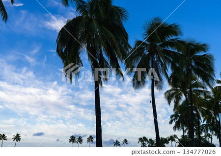 夏威夷的天空、雲彩和棕櫚樹 134777026