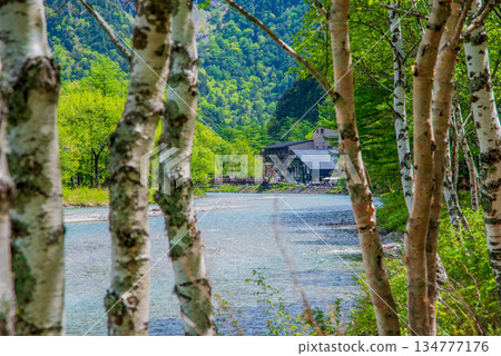 Refreshing Kamikochi "Along the Azusa River in the Spring Green Season" (Matsumoto City, Nagano Prefecture) Refreshing Kamikochi "Along the Azusa River in the Spring Green Season" (Matsumoto City, Nagano Prefecture) 134777176