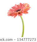Beautiful pink Gerbera (Daisy) with drops of water 134777273