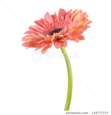 Beautiful pink Gerbera (Daisy) with drops of water 134777273