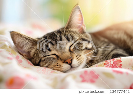 A sleepy tabby cat lies peacefully on a colorful floral blanket, basking in soft natural light that creates a warm and inviting cottagecore atmosphere. 134777441