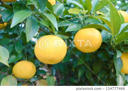 樹上生長的柑橘類水果－一片自然清新的景觀 134777466