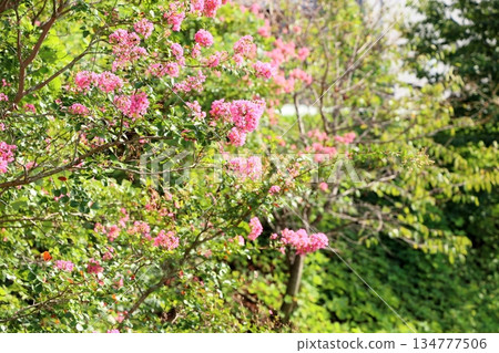 Cute Crape Myrtle Flowers Cute Crape Myrtle Flowers 134777506