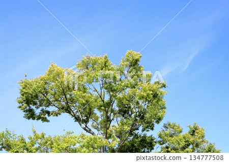 Colored miscellaneous leaves Colored miscellaneous leaves 134777508