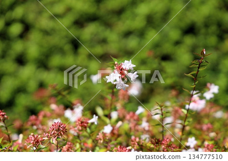 Cute Abelia flower Cute Abelia flower 134777510