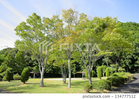 櫸樹葉子變色 櫸樹葉子變色 134777512