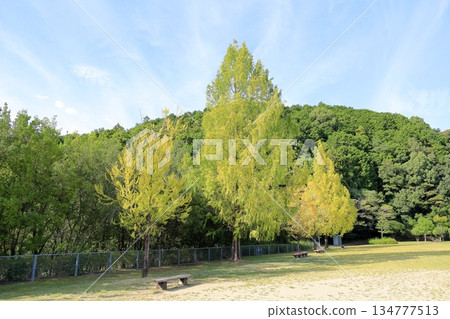 Colored metasequoia tree Colored metasequoia tree 134777513