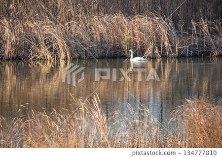 倒影天鵝 134777810