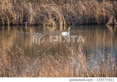 天鵝天鵝 134777811