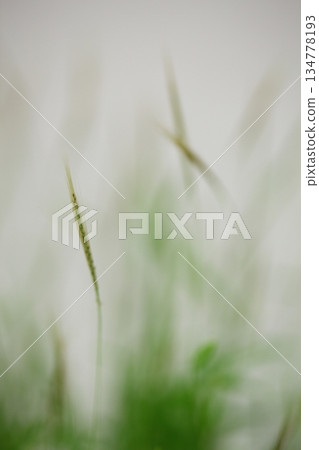 銀草的穗狀花序 134778193