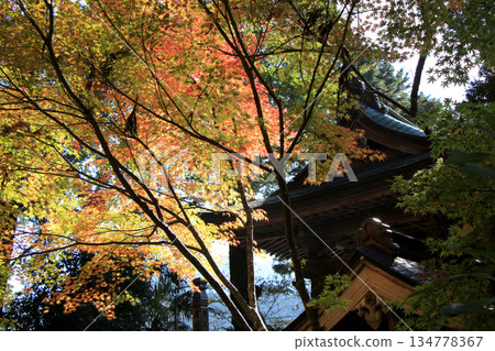 神社內的秋葉 神社內的秋葉 134778367