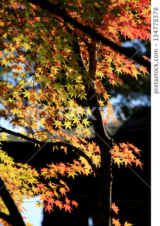 Autumn leaves in the shrine grounds 134778378
