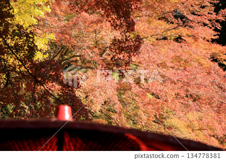 Autumn leaves in the shrine grounds 134778381