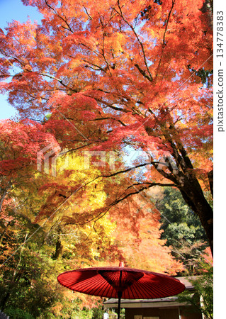 Autumn leaves in the shrine grounds Autumn leaves in the shrine grounds 134778383