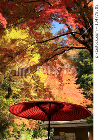 Autumn leaves in the shrine grounds Autumn leaves in the shrine grounds 134778385
