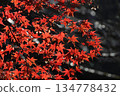 Bright red autumn leaves 134778432