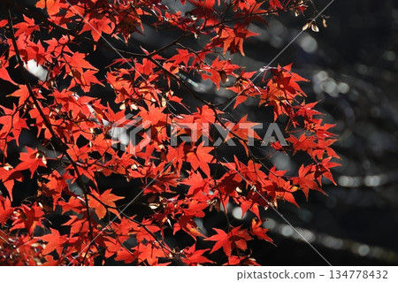 鮮紅的秋葉 鮮紅的秋葉 134778432