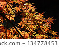 Autumn leaves lighted up 134778453