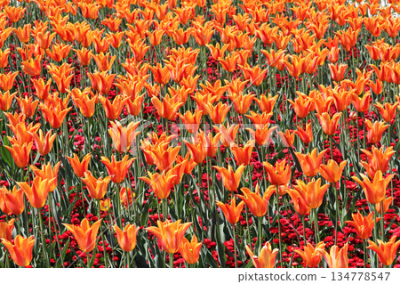 Orange imperial tulip Orange imperial tulip 134778547