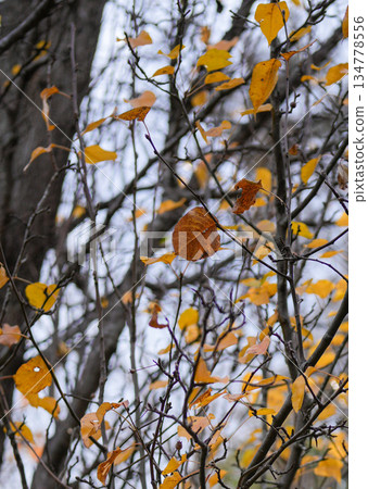 Jingu Art Museum garden late autumn 134778556