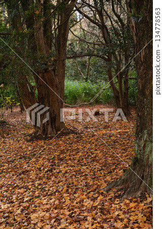 Jingu Art Museum garden late autumn 134778563