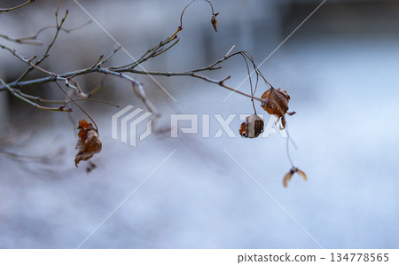 深秋神宮美術館庭園 134778565