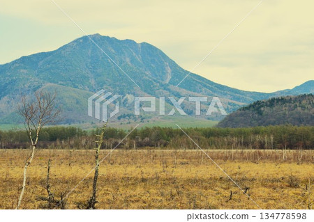 春季的戰場原，日光市，栃木縣 10 134778598