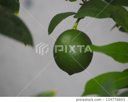 Citrus fruits: Lime Citrus fruits: Lime 134778603