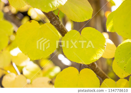 Autumn: Katsura tree leaves turning yellow 134778610