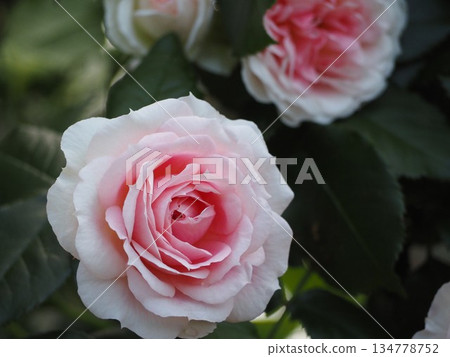 Pink rose Amyromantica Pink rose Amyromantica 134778752