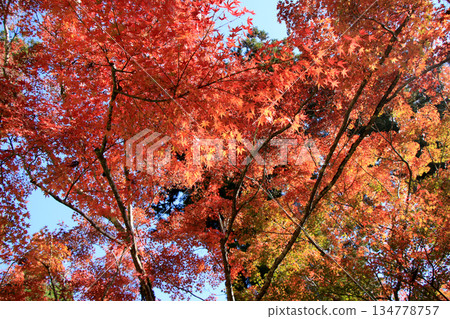 Bright red maple trees dyed in autumn colors 134778757