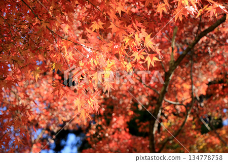 鮮豔的紅楓樹染上了秋天的色彩。 134778758