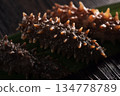 海參 134778789