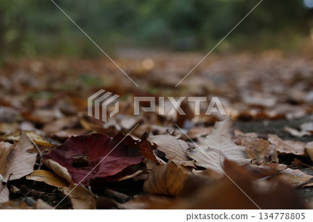 Road of fallen leaves 134778805