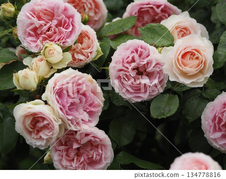 Pink rose Amyromantica 134778816