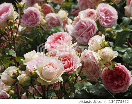 Pink rose Amyromantica Pink rose Amyromantica 134778822