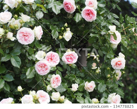 Pink rose Amyromantica Pink rose Amyromantica 134778825