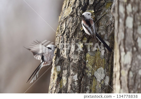 太好了，我們找到樹液了！ 134778838