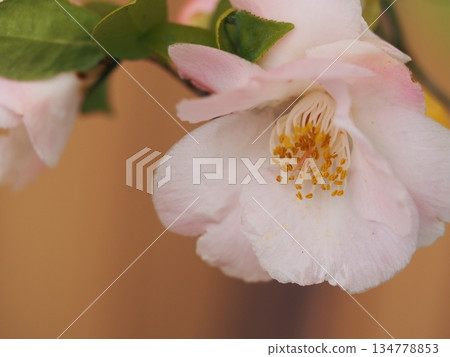 淡粉紅山茶花，春風輕拂 134778853