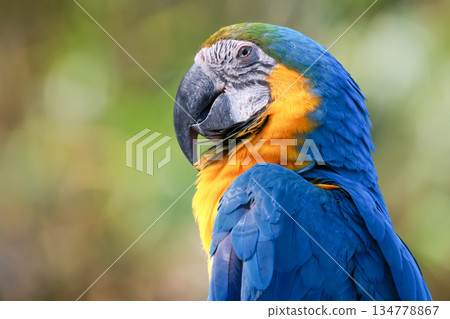 Close up head the blue macaw parrot bird in garden Close up head the blue macaw parrot bird in garden 134778867