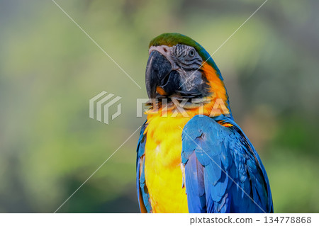 Close up head the blue macaw parrot bird in garden Close up head the blue macaw parrot bird in garden 134778868
