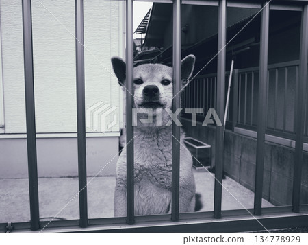 盯著狗 134778929